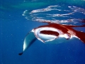 Manta Ray
