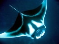 Manta Ray