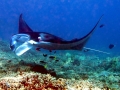 Manta Ray
