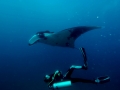 Manta Ray