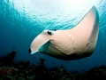 Manta Ray