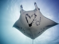 Manta Ray