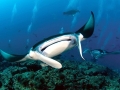 Manta Ray