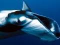 Manta Ray