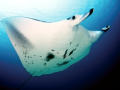 Manta Ray