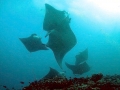 Manta Ray