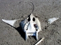 Manta Ray