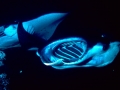 Manta Ray