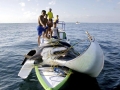 Manta Ray