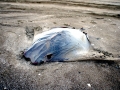 Manta Ray