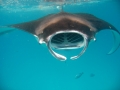 Manta Ray