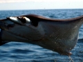 Manta Ray