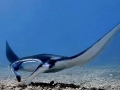 Manta Ray