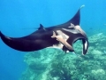 Manta Ray