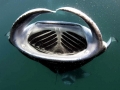 Manta Ray