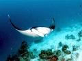 Manta Ray
