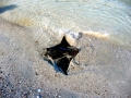 Manta Ray