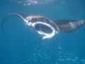 Manta Ray