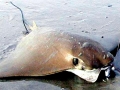 Manta Ray