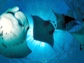 Manta Ray