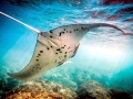 Manta Ray