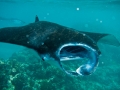 Manta Ray