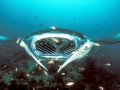 Manta Ray