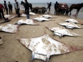 Manta Ray