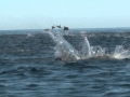 Manta Ray
