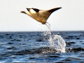 Manta Ray