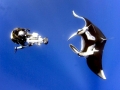 Manta Ray