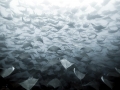 Manta Ray