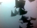 Manta Ray