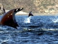 Manta Ray