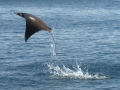 Manta Ray