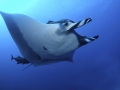 Manta Ray