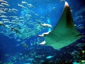 Manta Ray
