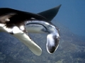 Manta Ray