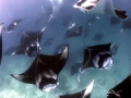 Manta Ray