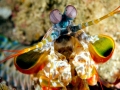 Mantis Shrimp