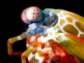 Mantis Shrimp