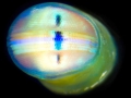 Mantis Shrimp