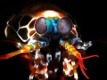 Mantis Shrimp
