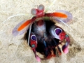 Mantis Shrimp