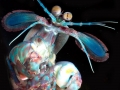 Mantis Shrimp