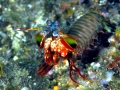 Mantis Shrimp