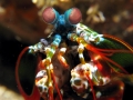 Mantis Shrimp