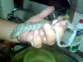 Mantis Shrimp