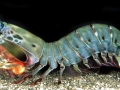 Mantis Shrimp