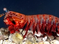 Mantis Shrimp